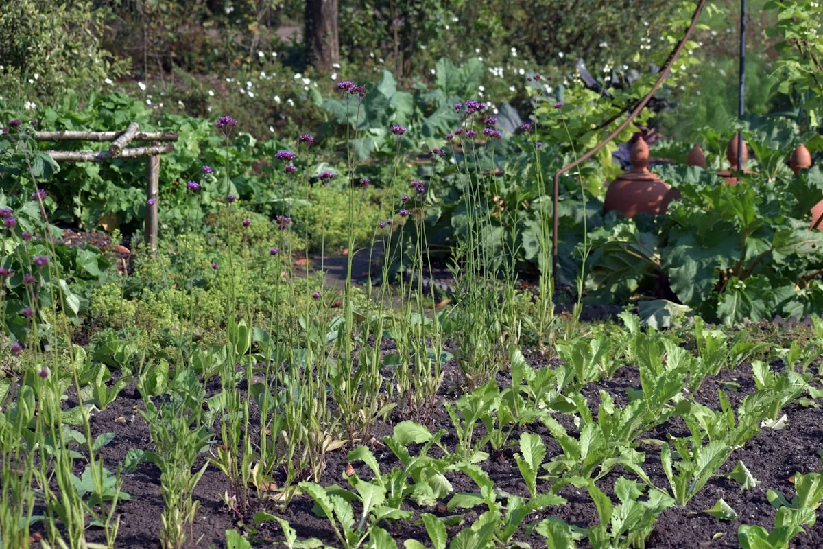 A kitchen garden of leafy rows and flowering beds in late-morning light.