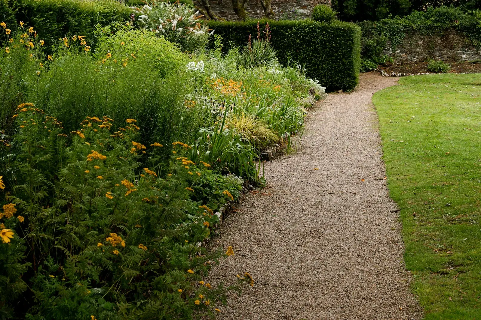 A gravel path running between deep borders of yellow rudbeckia, grasses and cottage-garden perennials.