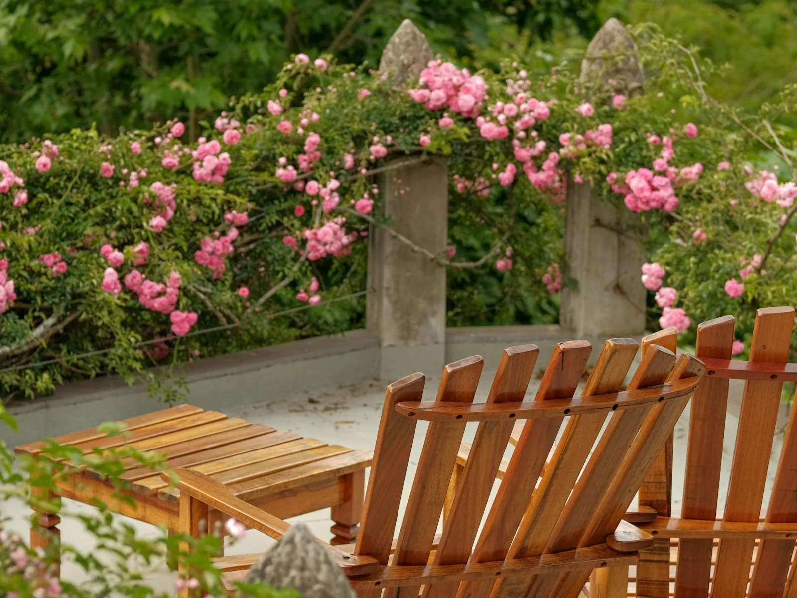 Wide-armed cedar chairs on a sunny porch, framed by climbing pink roses along a white picket fence.