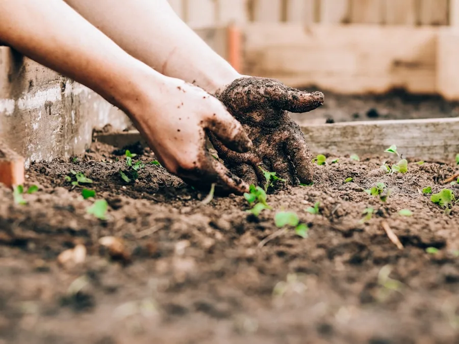 Gloved hands working dark soil along a row of young seedlings.