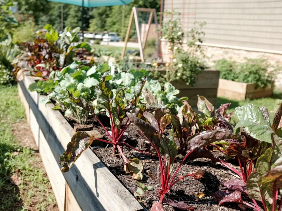 A long cedar raised bed planted with ruby chard and lettuces, standing at hip height beside a house.